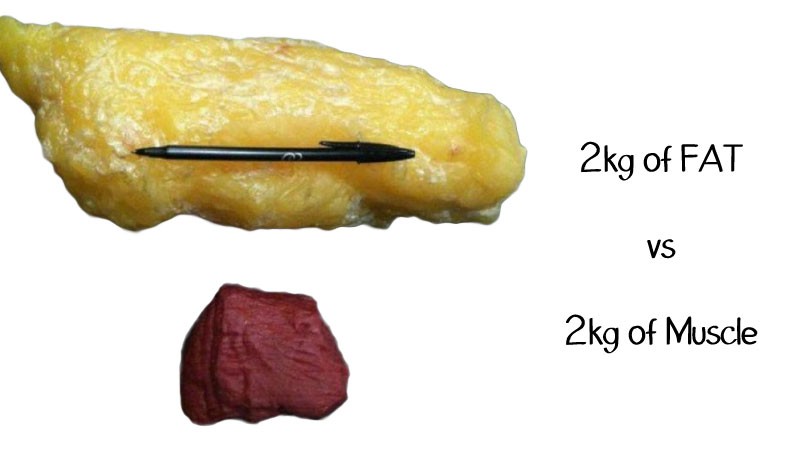 fat-vs-muscles
