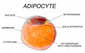 vette-cellen-van-vetweefsel-adipocytes-binnen-menselijk-organisme-isoleer-69365908